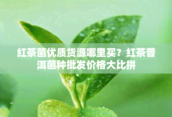 红茶菌优质货源哪里买？红茶普洱菌种批发价格大比拼