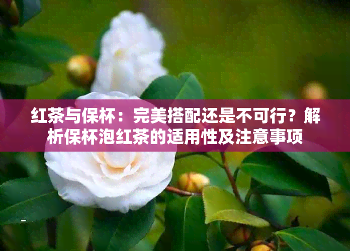 红茶与保杯：完美搭配还是不可行？解析保杯泡红茶的适用性及注意事项