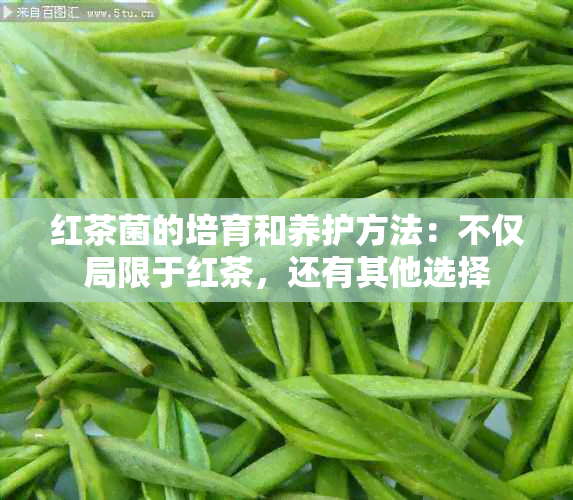 红茶菌的培育和养护方法：不仅局限于红茶，还有其他选择