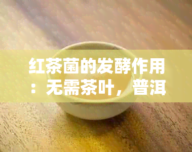 红茶菌的发酵作用：无需茶叶，普洱茶也适用吗？