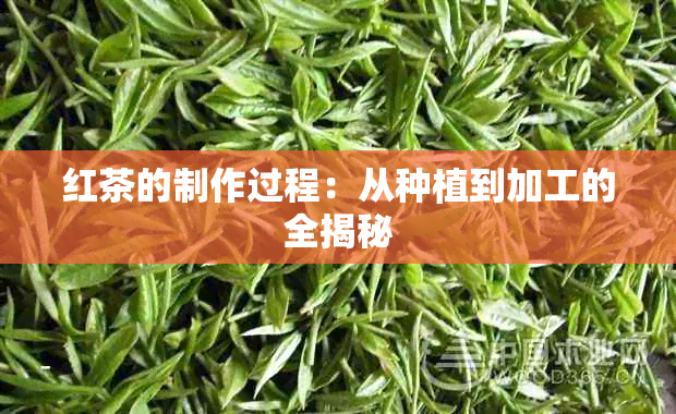 红茶的制作过程：从种植到加工的全揭秘