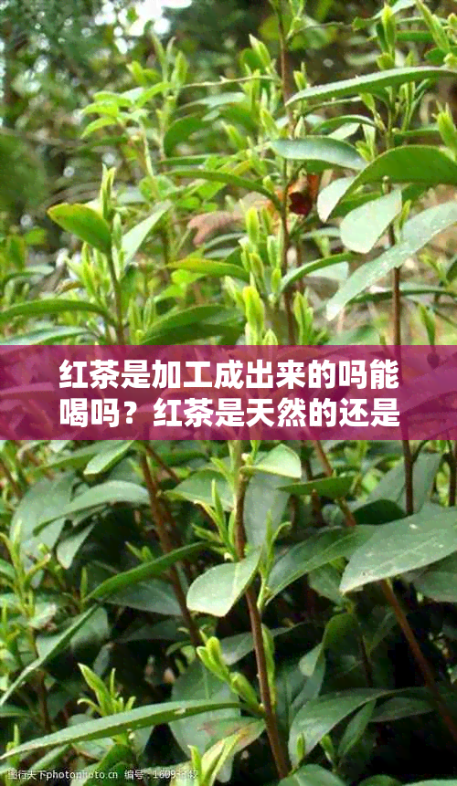 红茶是加工成出来的吗能喝吗？红茶是天然的还是加工出来的？