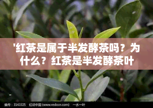 '红茶是属于半发酵茶吗？为什么？红茶是半发酵茶叶吗？'