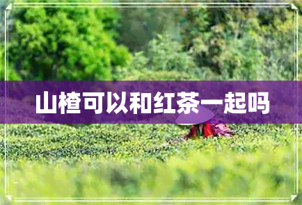 山楂可以和红茶一起吗