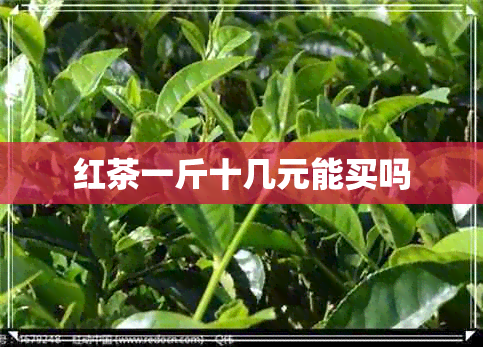 红茶一斤十几元能买吗