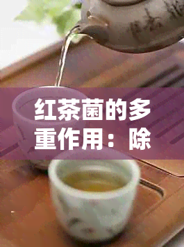 红茶菌的多重作用：除了胃酸，还有哪些健效益？