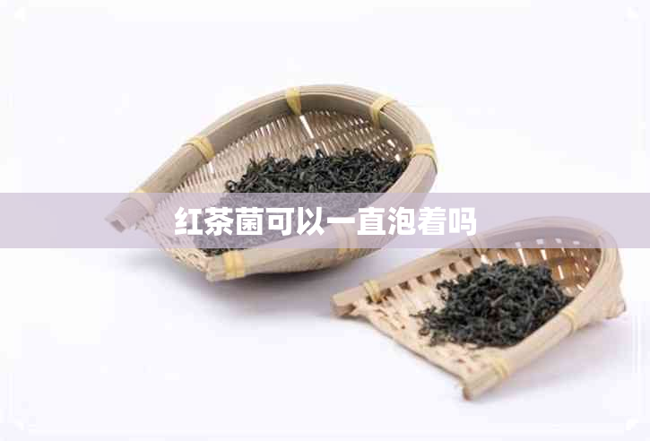 红茶菌可以一直泡着吗