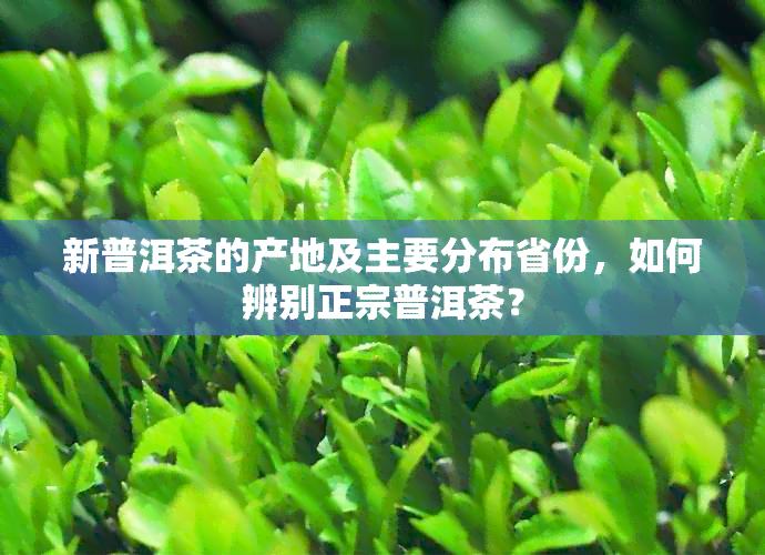 新普洱茶的产地及主要分布省份，如何辨别正宗普洱茶？