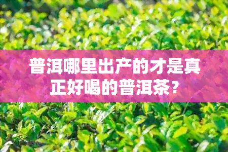 普洱哪里出产的才是真正好喝的普洱茶？