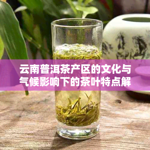 云南普洱茶产区的文化与气候影响下的茶叶特点解析