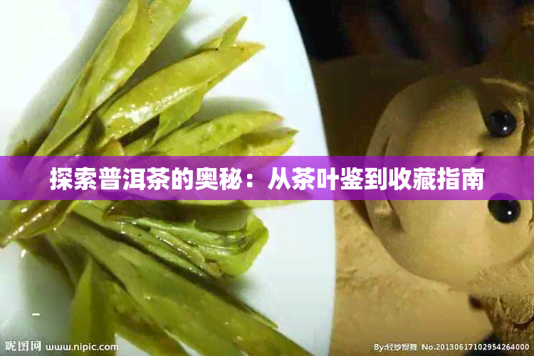 探索普洱茶的奥秘：从茶叶鉴到收藏指南