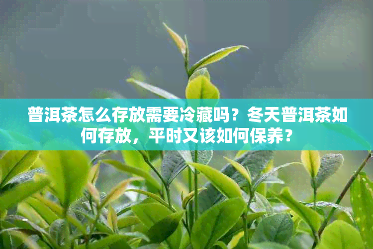 普洱茶怎么存放需要冷藏吗？冬天普洱茶如何存放，平时又该如何保养？