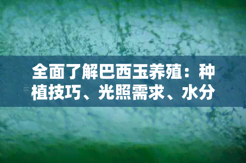 全面了解巴西玉养殖：种植技巧、光照需求、水分管理及常见问题解答