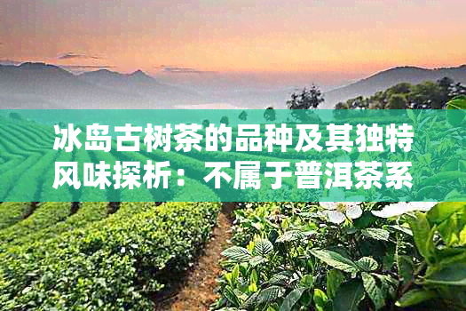 冰岛古树茶的品种及其独特风味探析：不属于普洱茶系列的冰岛茶之魅力