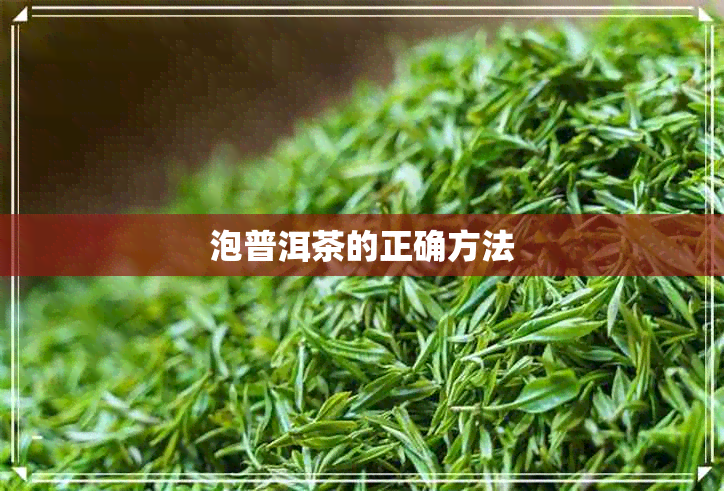 泡普洱茶的正确方法