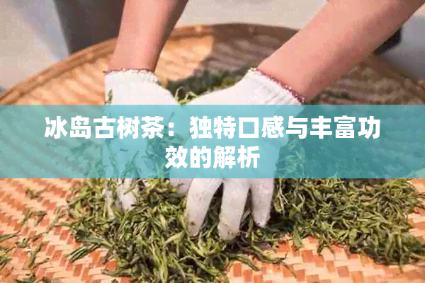 冰岛古树茶：独特口感与丰富功效的解析