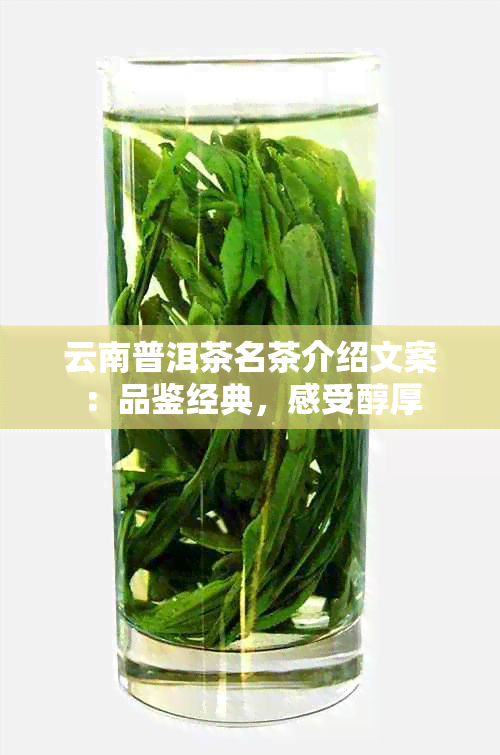 云南普洱茶名茶介绍文案：品鉴经典，感受醇厚