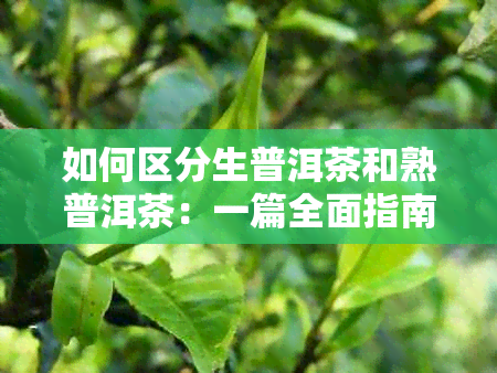 如何区分生普洱茶和熟普洱茶：一篇全面指南解答用户疑问