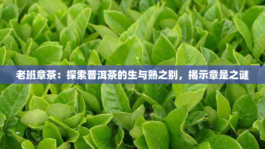 老班章茶：探索普洱茶的生与熟之别，揭示章是之谜