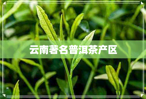 云南著名普洱茶产区