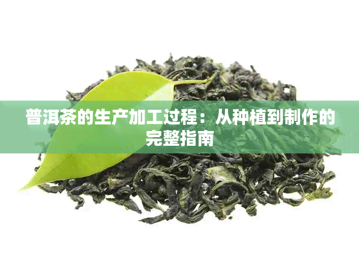 普洱茶的生产加工过程：从种植到制作的完整指南