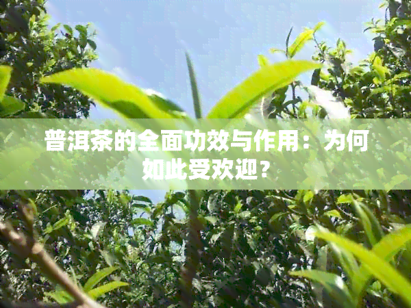 普洱茶的全面功效与作用：为何如此受欢迎？