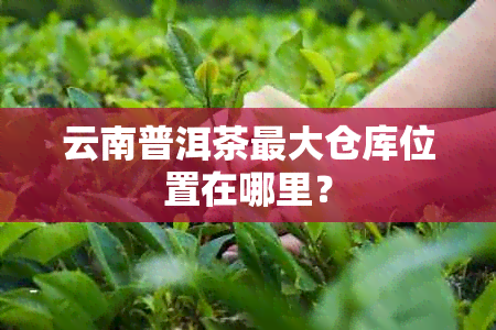 云南普洱茶更大仓库位置在哪里？