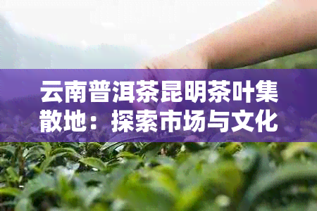 云南普洱茶昆明茶叶集散地：探索市场与文化交融的新视角