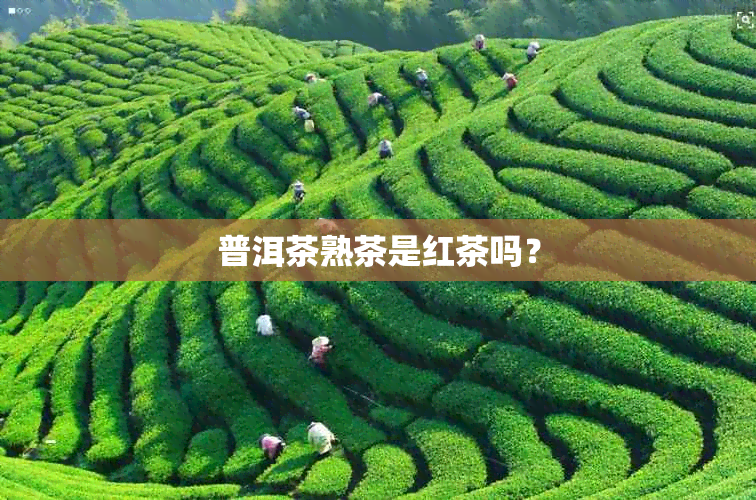 普洱茶熟茶是红茶吗？