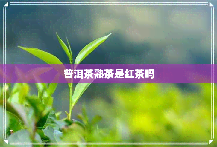 普洱茶熟茶是红茶吗