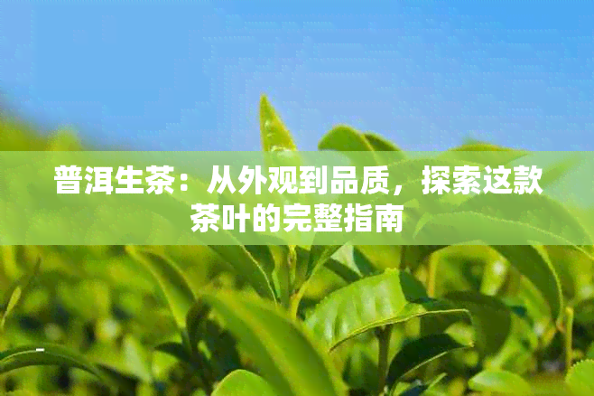 普洱生茶：从外观到品质，探索这款茶叶的完整指南