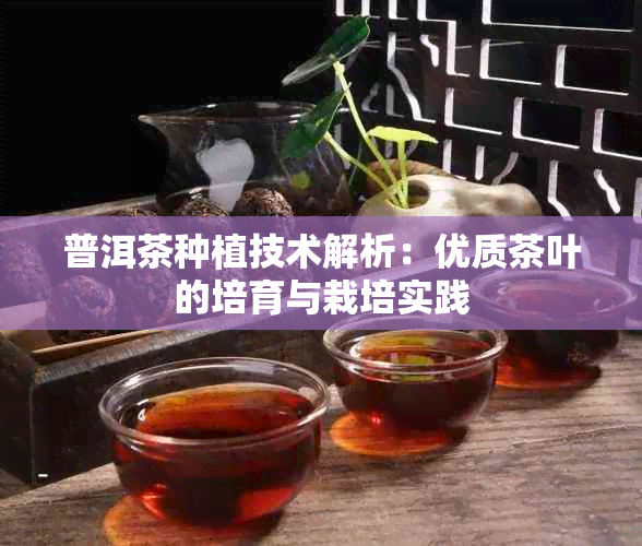 普洱茶种植技术解析：优质茶叶的培育与栽培实践