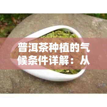 普洱茶种植的气候条件详解：从度到湿度，全方位解析适宜种植的关键因素