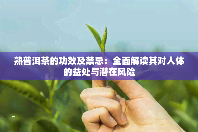 熟普洱茶的功效及禁忌：全面解读其对人体的益处与潜在风险