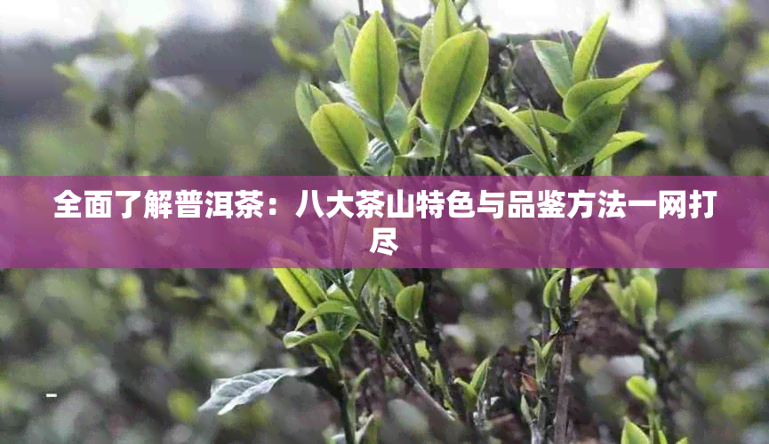 全面了解普洱茶：八大茶山特色与品鉴方法一网打尽