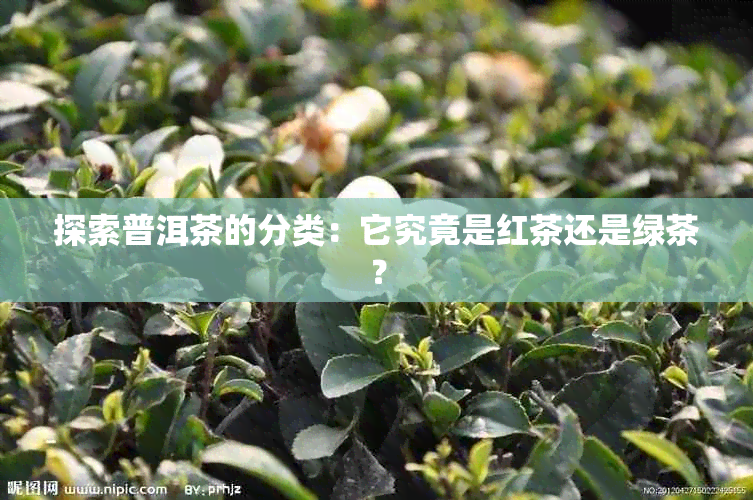 探索普洱茶的分类：它究竟是红茶还是绿茶？