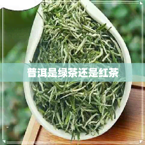 普洱是绿茶还是红茶