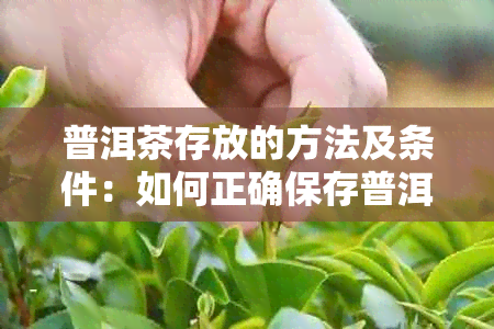 普洱茶存放的方法及条件：如何正确保存普洱茶？