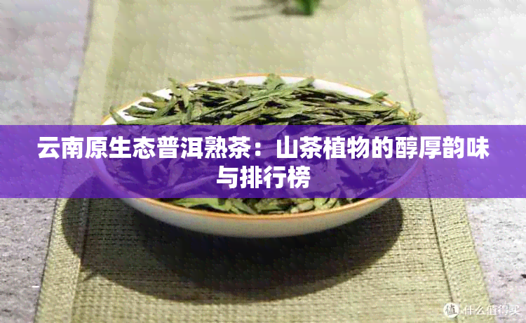 云南原生态普洱熟茶：山茶植物的醇厚韵味与排行榜