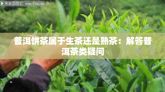 普洱饼茶属于生茶还是熟茶：解答普洱茶类疑问