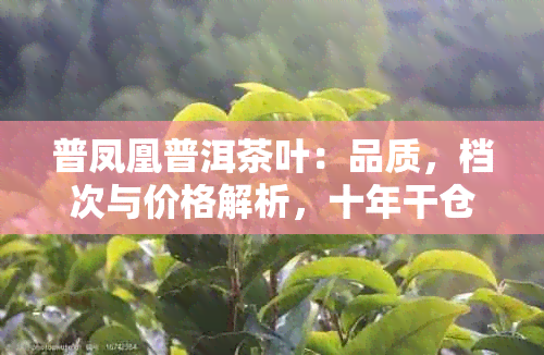 普凤凰普洱茶叶：品质，档次与价格解析，十年干仓普洱茶实测