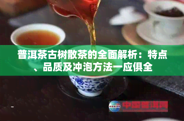 普洱茶古树散茶的全面解析：特点、品质及冲泡方法一应俱全