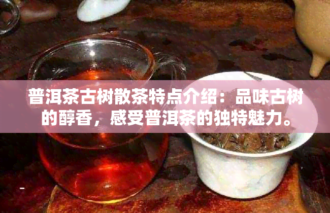 普洱茶古树散茶特点介绍：品味古树的醇香，感受普洱茶的独特魅力。