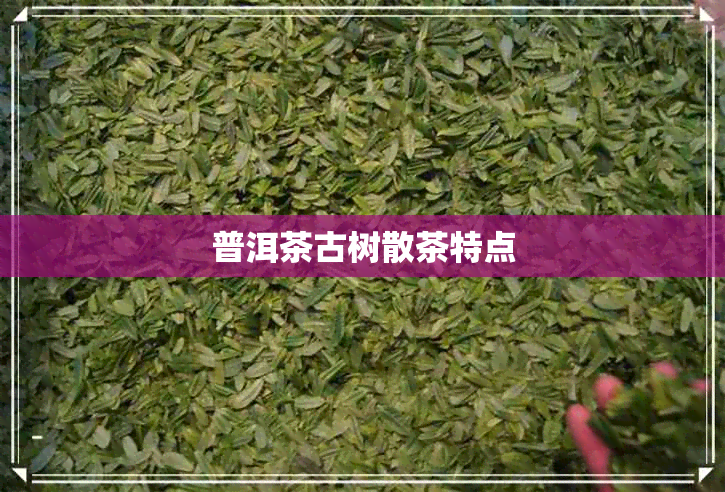 普洱茶古树散茶特点