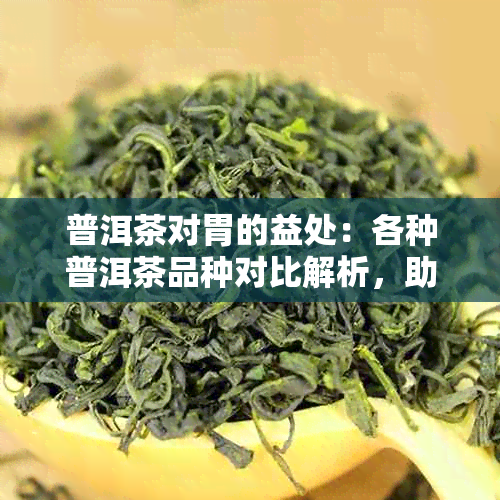 普洱茶对胃的益处：各种普洱茶品种对比解析，助你找到最适合你的那一款