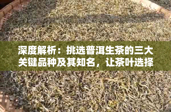 深度解析：挑选普洱生茶的三大关键品种及其知名，让茶叶选择不再困扰