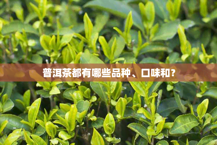 普洱茶都有哪些品种、口味和？