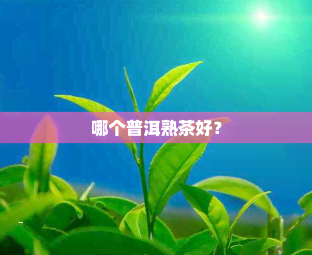 哪个普洱熟茶好？