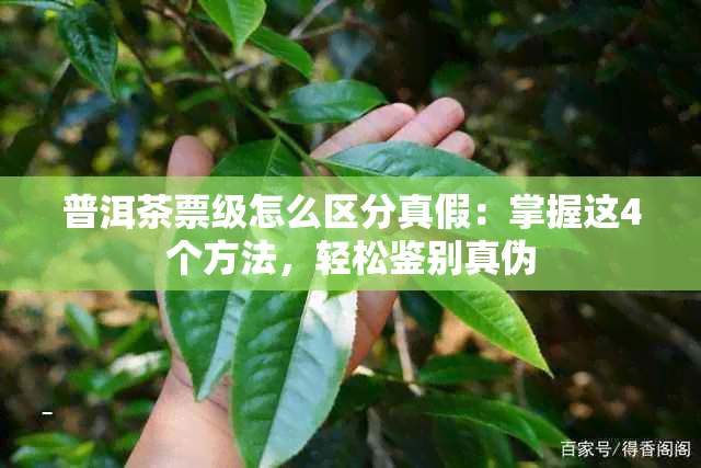 普洱茶票级怎么区分真假：掌握这4个方法，轻松鉴别真伪