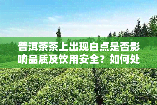 普洱茶茶上出现白点是否影响品质及饮用安全？如何处理与预防？